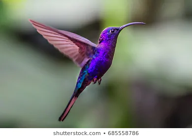 hummingbirdtrochilidaeflying-gems-260nw-685558786